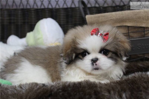 Cuccioli di Pechinese Reale - Pelo Folto e Cuore Leale