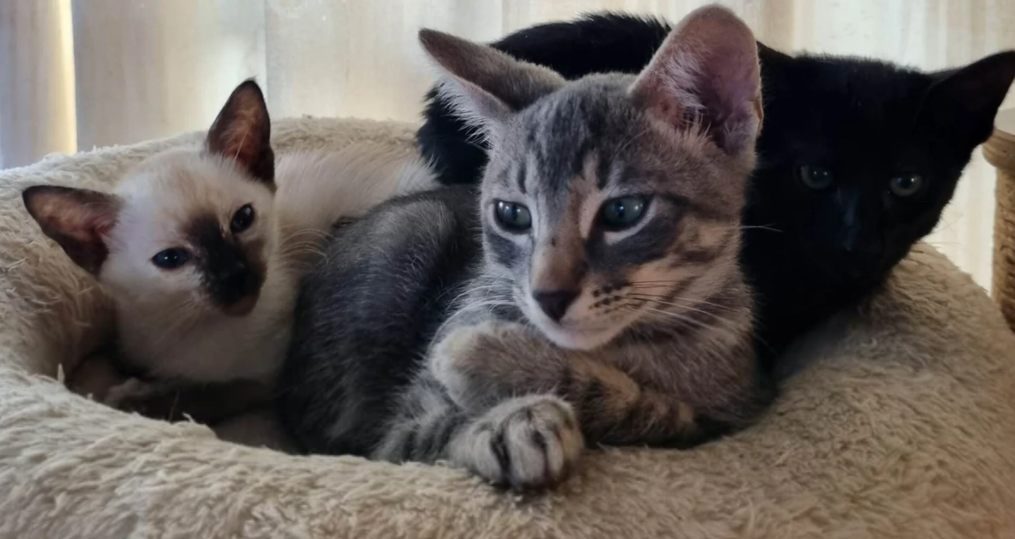 Bellissimi e divertenti gattini orientali