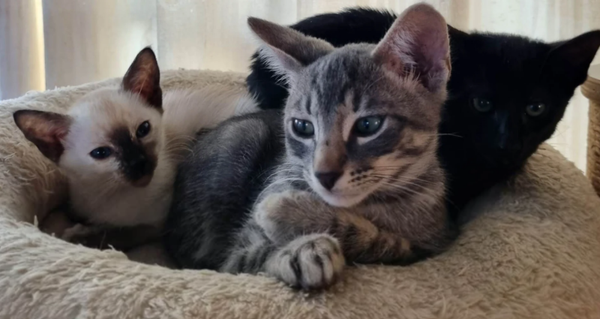 Bellissimi e divertenti gattini orientali