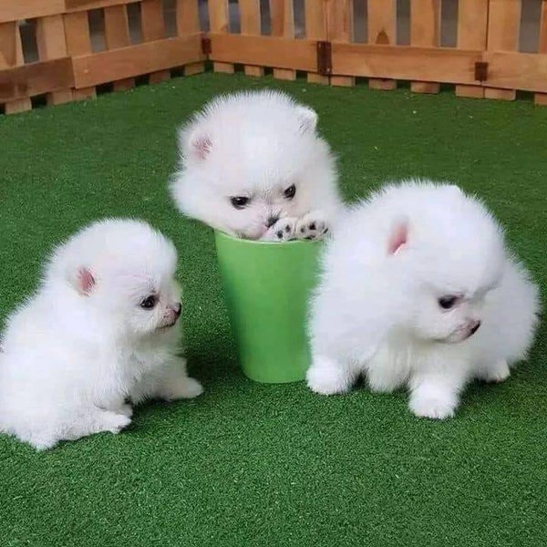 Guardate queste piccole nuvole! Piccoli cuccioli di Pomerania Micro☁️✨
