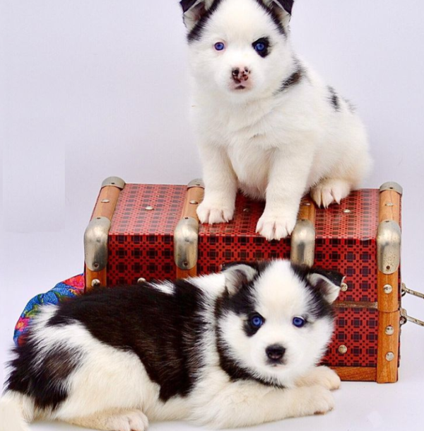 Splendidi cuccioli di Pomsky