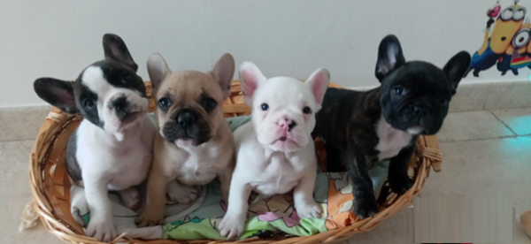 🐾 Cuccioli di Bulldog Francese Eccezionali - Testati per la Salute e Ben Socializzati
