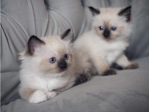Bellissimi gattini Ragdoll pronti per una buona casa