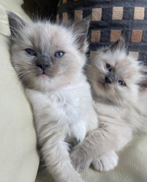 Adorabili gattini Ragdoll maschi - Pronti per una nuova casa