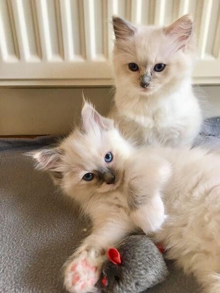 Adorabili gattini Ragdoll maschi - Pronti per una nuova casa