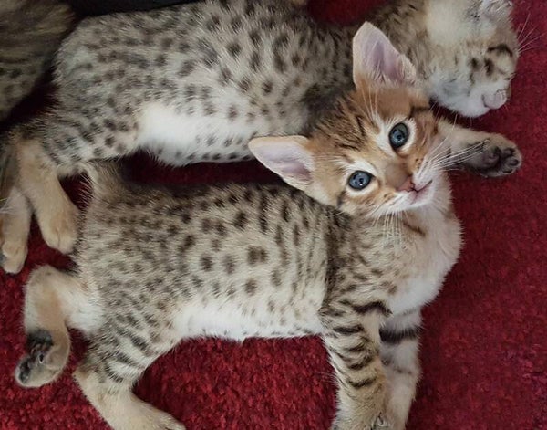 Ho 6 adorabili gattini Savannah disponibili per l'adozione.