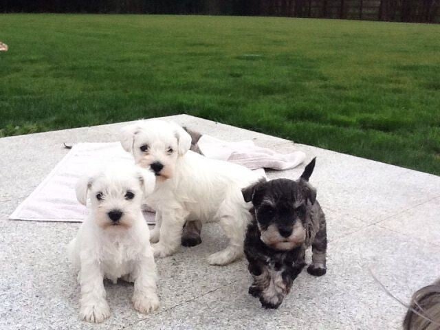 Cuccioli di Schnauzer Nano Registrati KC - Testati Ocularmente BVA, Esenti 💎