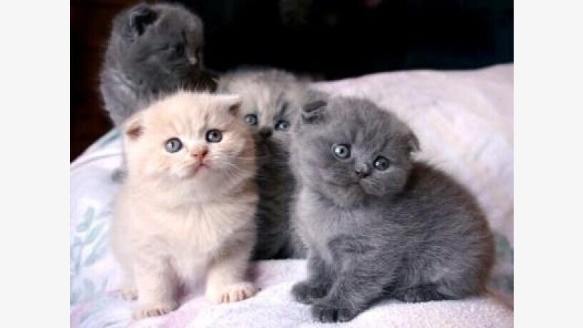 Adorabili gattini Scottish Fold tica