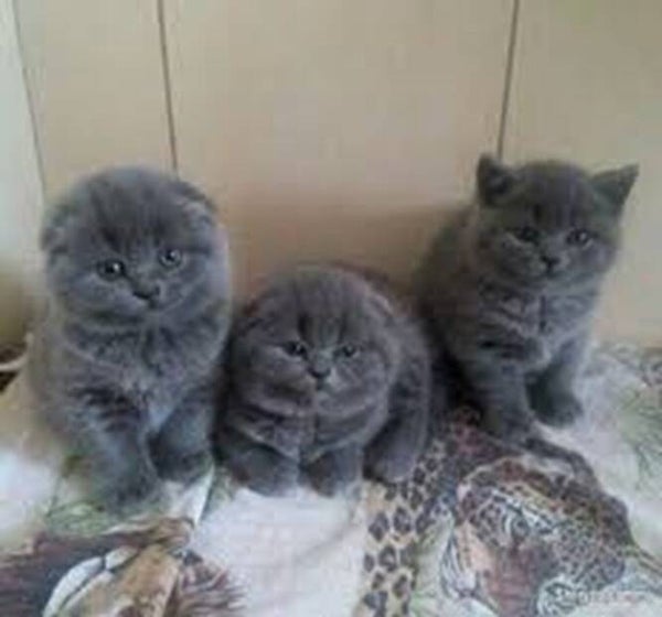 Gattini di Scottish Fold squisiti - Rare orecchie ripiegate e musi da gufo