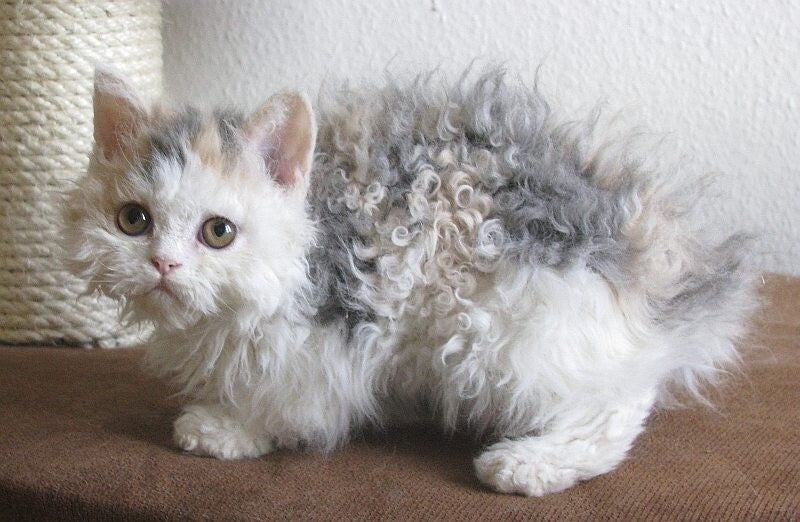 Rari gattini Selkirk Rex: nuvole viventi con pelo riccio!