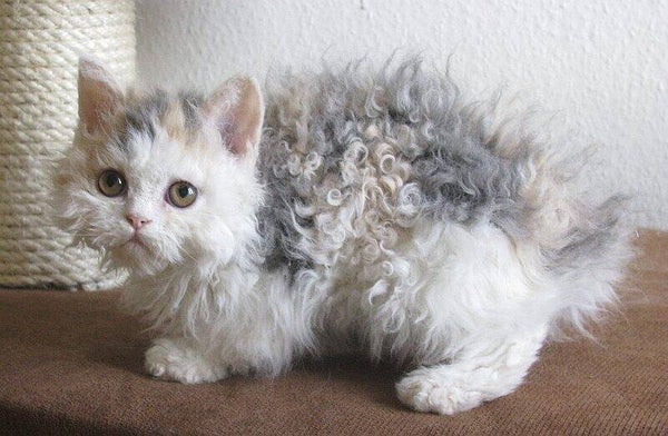 Rari gattini Selkirk Rex: nuvole viventi con pelo riccio!