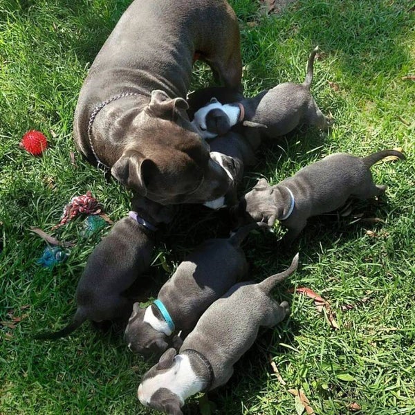 Cuccioli di Staffordshire Bull Terrier di Qualità - Linee di Campioni e Allevati in Famiglia