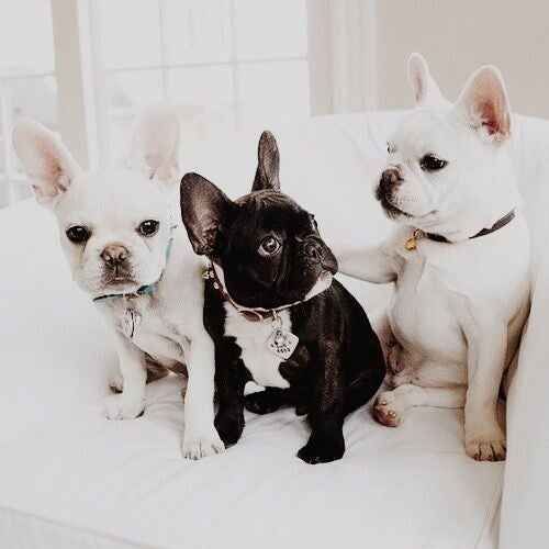 Adorabili cuccioli di Bulldog Francese, sani, giocosi e cresciuti in casa