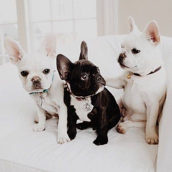 Adorabili cuccioli di Bulldog Francese, sani, giocosi e cresciuti in casa