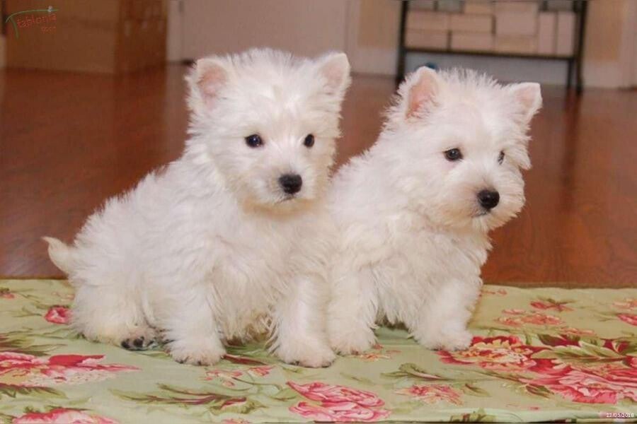Cuccioli di Westie registrati al Kansas - Cuccioli di West Highland Terrier vivaci, coraggiosi e sani🦴