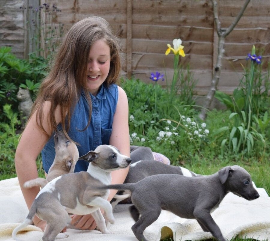 Cuccioli di Whippet affettuosi in cerca di una buona famiglia