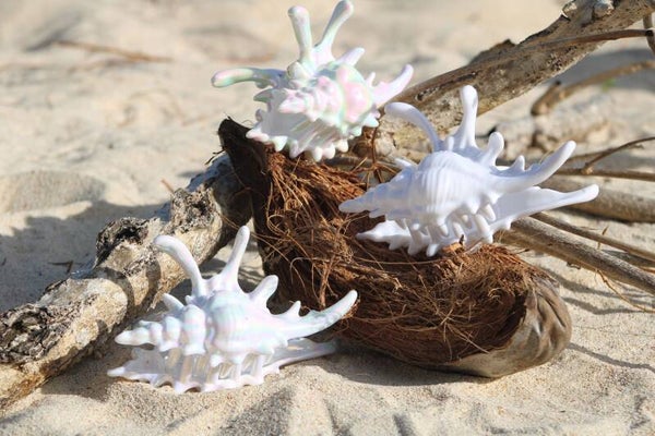 Pince Coquillage  Nalu
