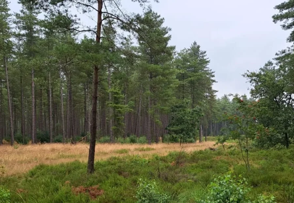 Wandelen tussen de bomen in Hechtel-Eksel