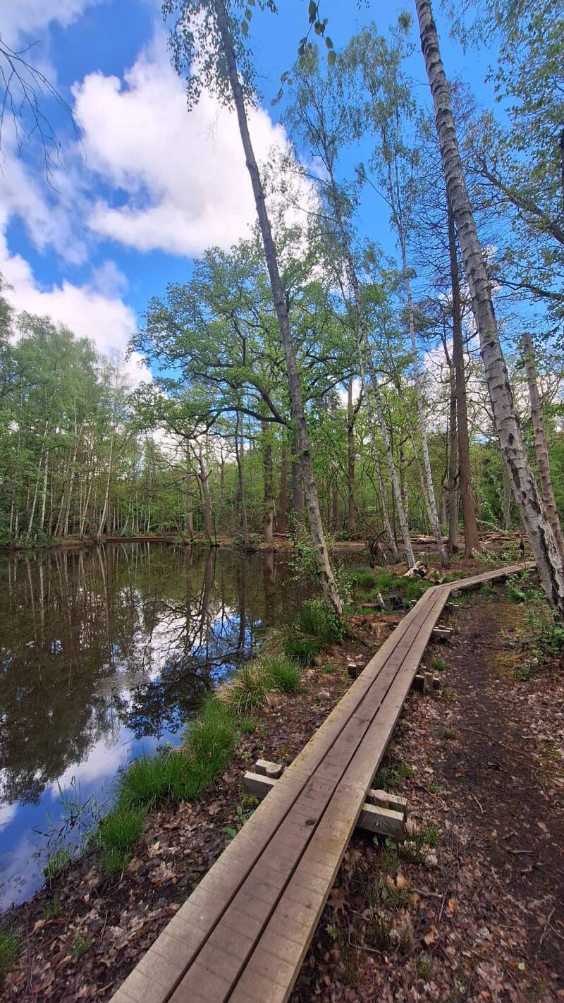 Houten bruggetje in Krankhoevebos van Bonheiden