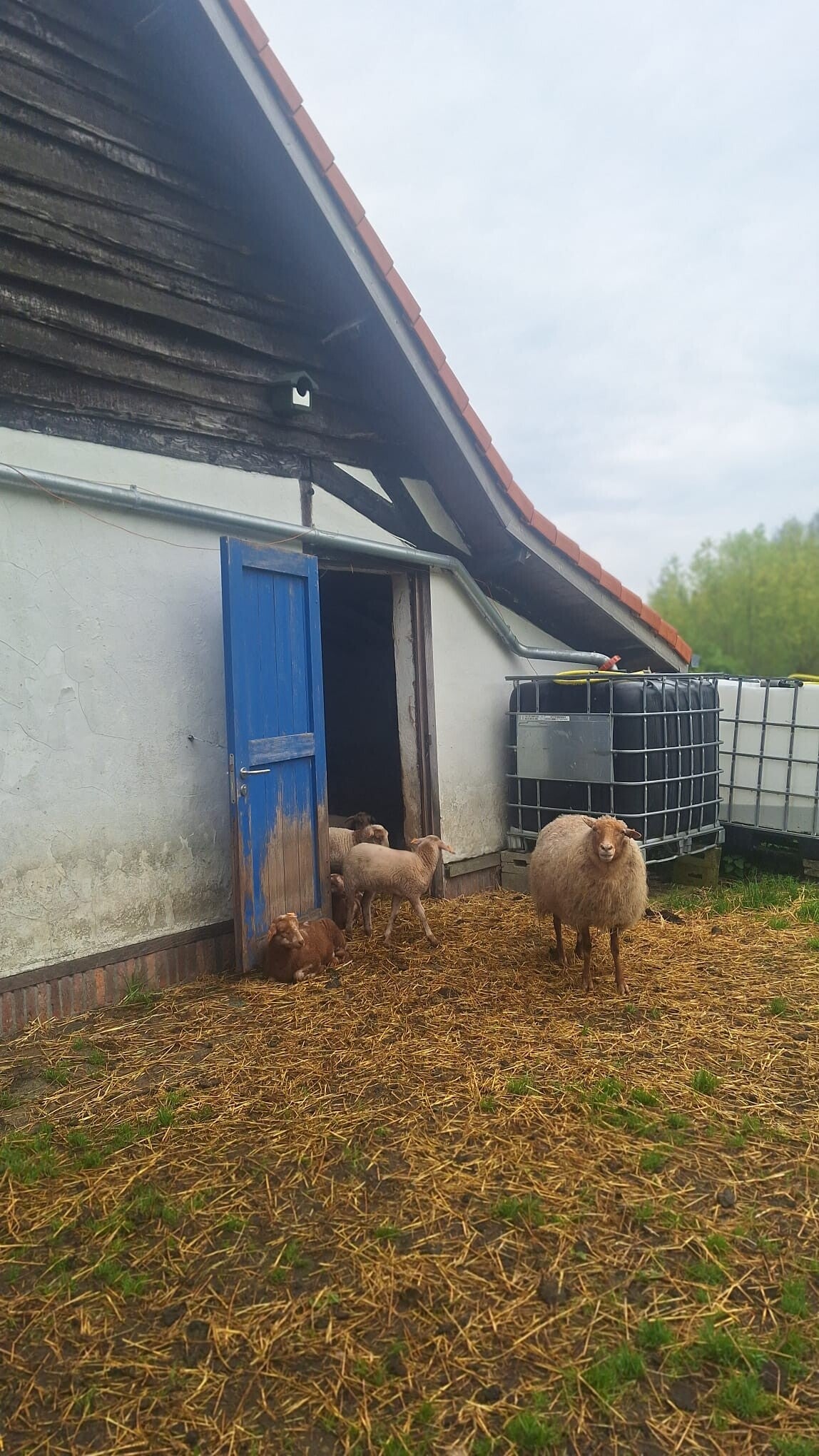Dieren op Domein Averegten