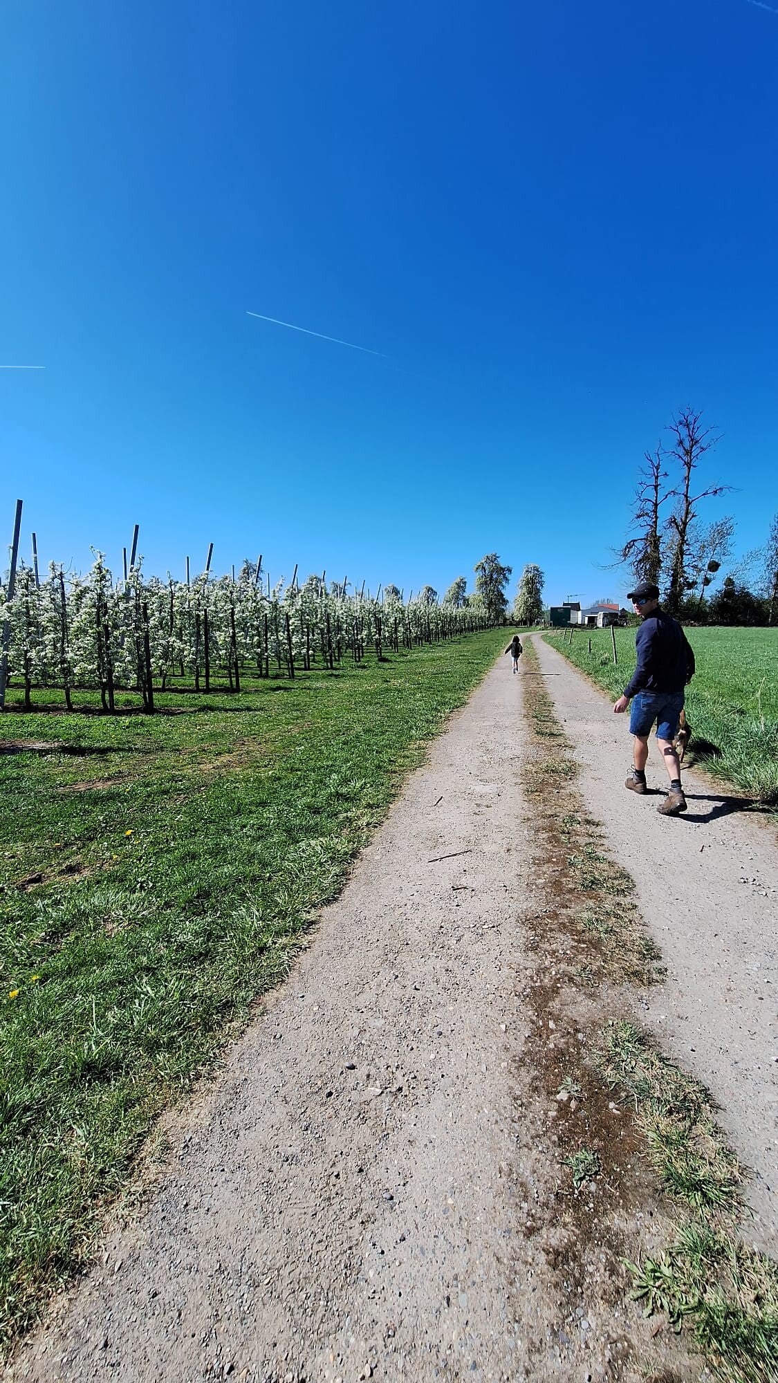 Wandelen in bloesemstreek Bilzen Hoeselt