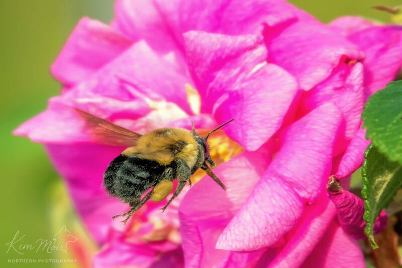 _dsc7311-bee-breakfast-gathering-pollen-from-budding-rose-standard.jpg