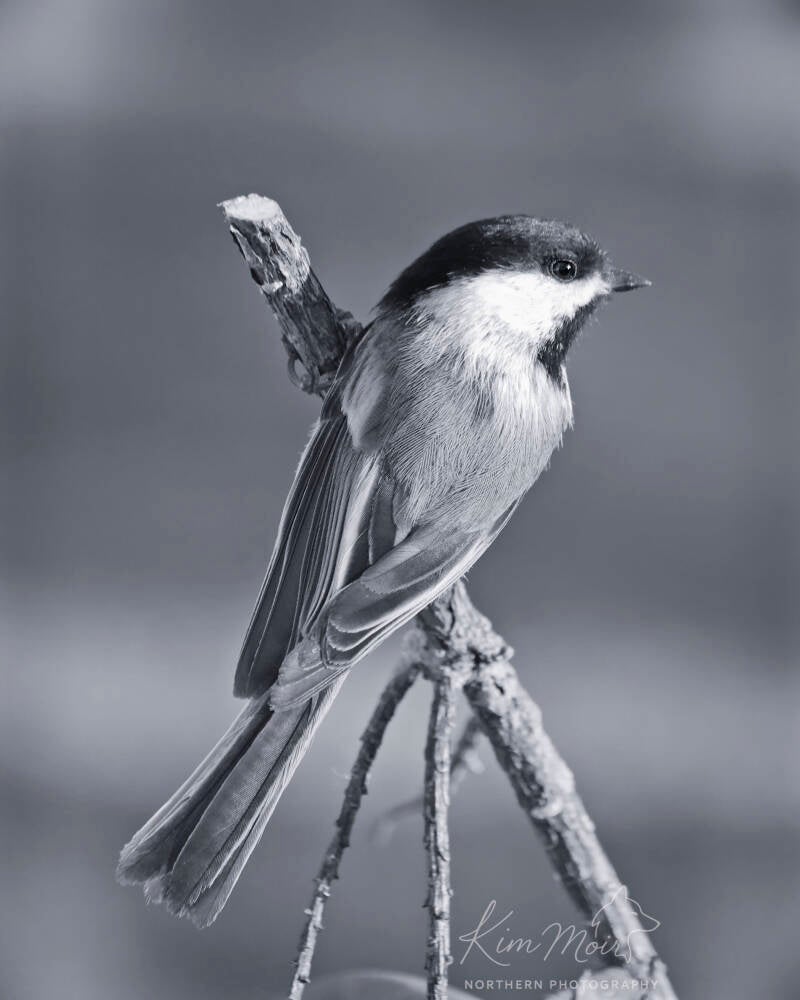 Chickadee bird black and white standard