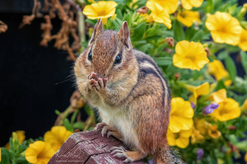 dsc_2586-chipmunk-bashful-with-flowers-standard.jpg