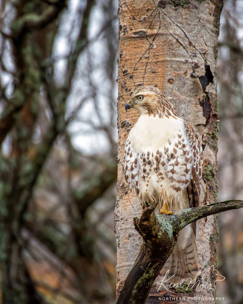 Red Tailed Hawk In Tree