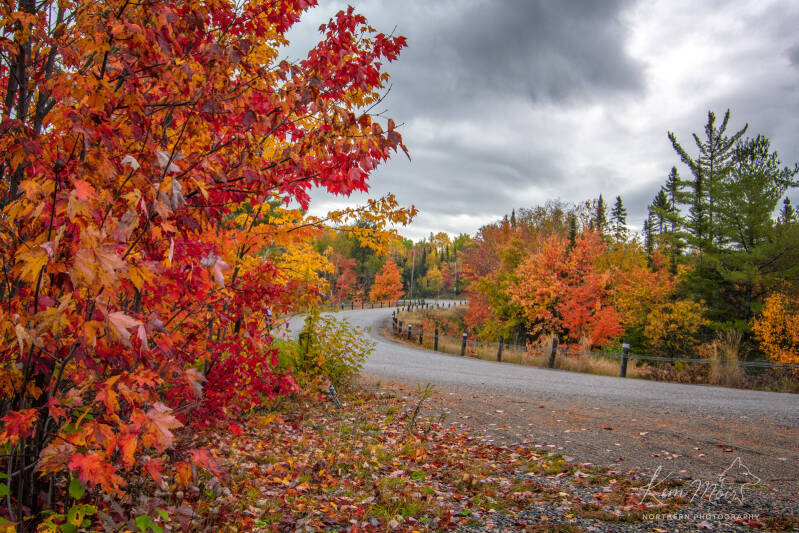 road-fall-colours-standard.jpg