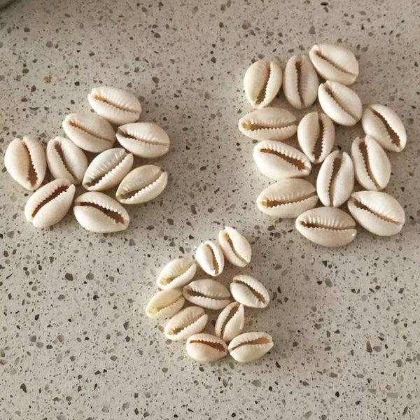 Kauri schelpjes gebleekt maat Medium