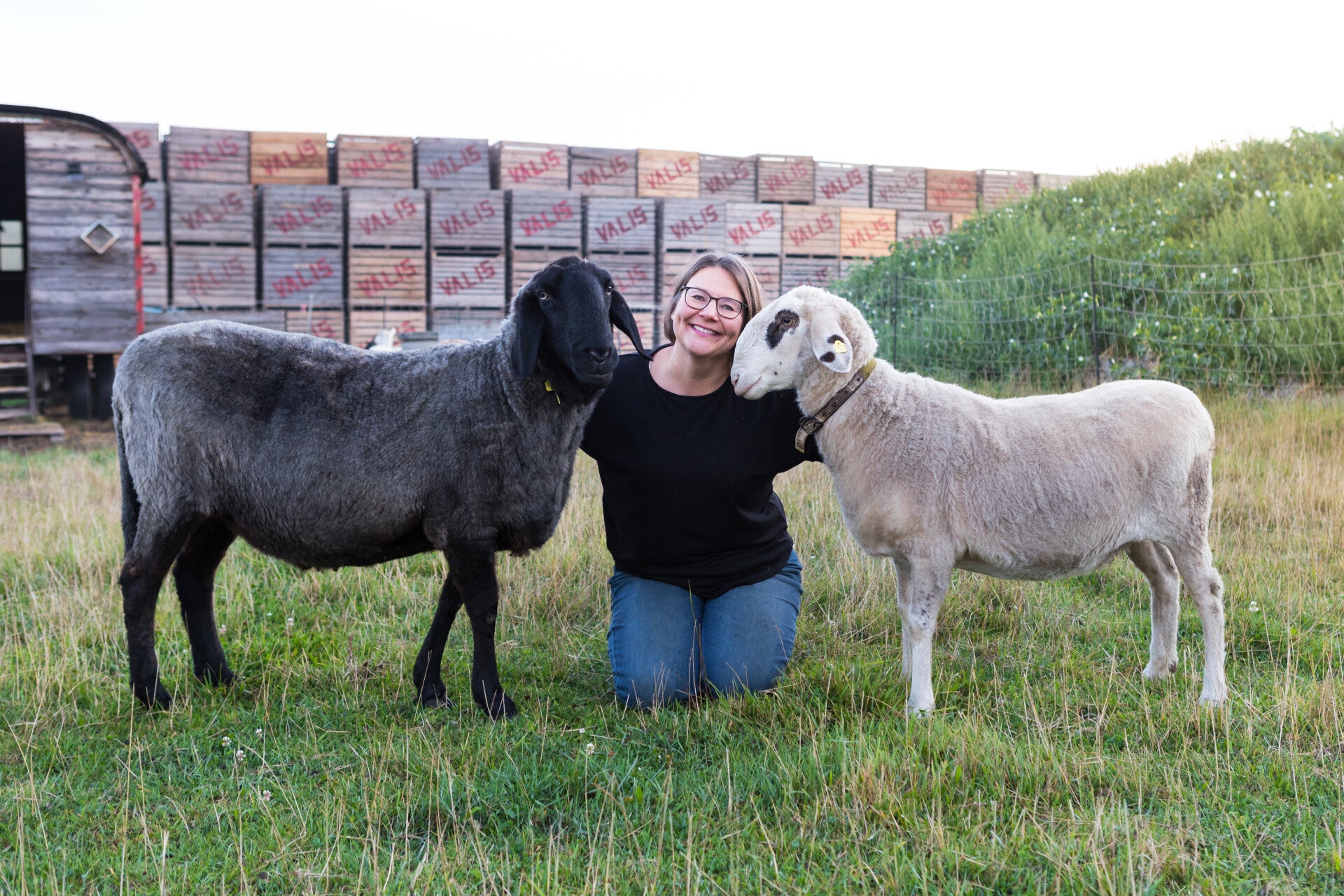tiergestütztes Entspannen Schafe Marchfeld