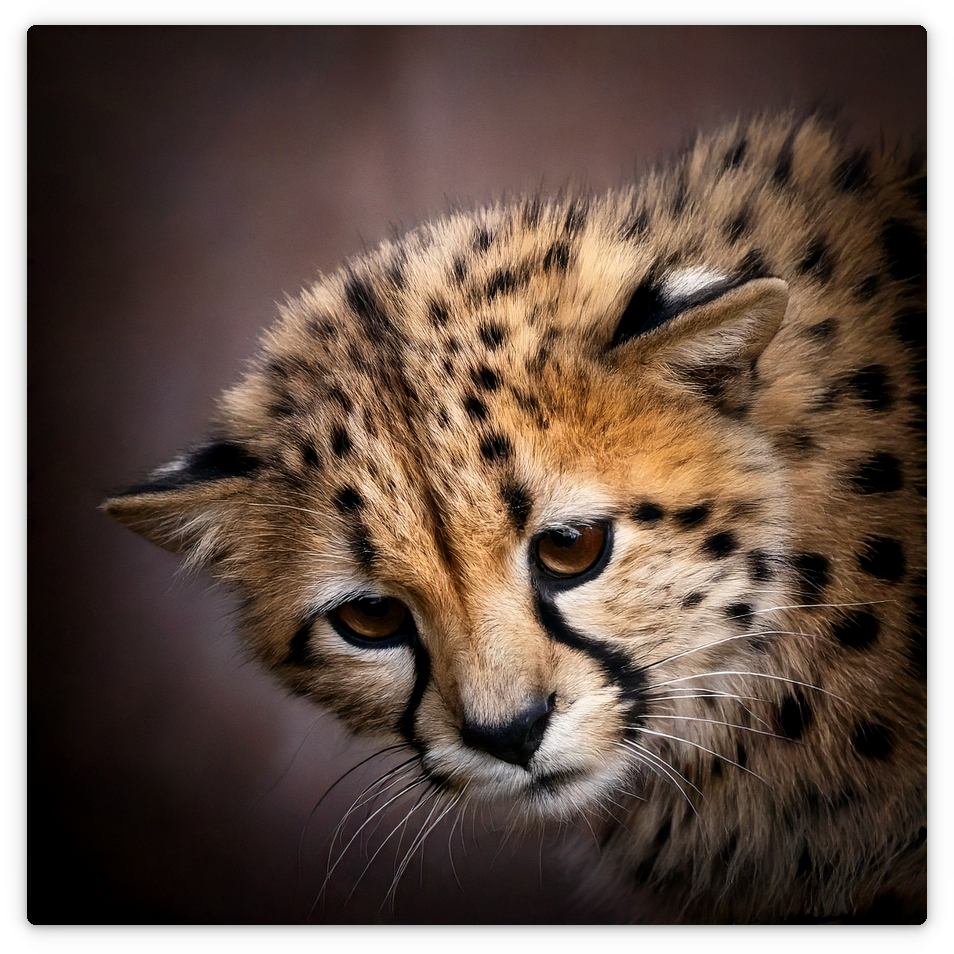 Junger Gepard
