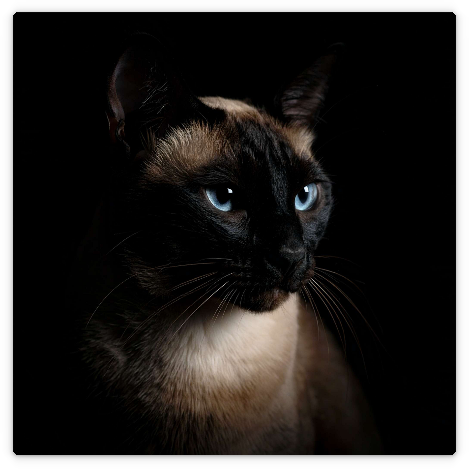 Siamkatze