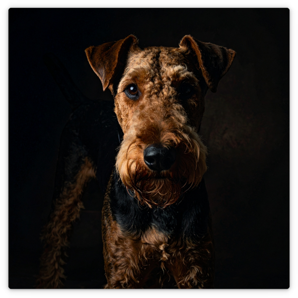 Airedale Terrier