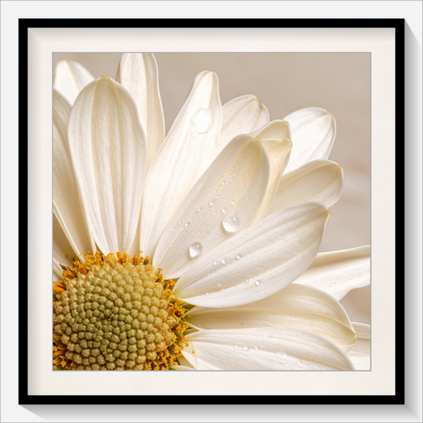 Gerbera mit Wassertropfen