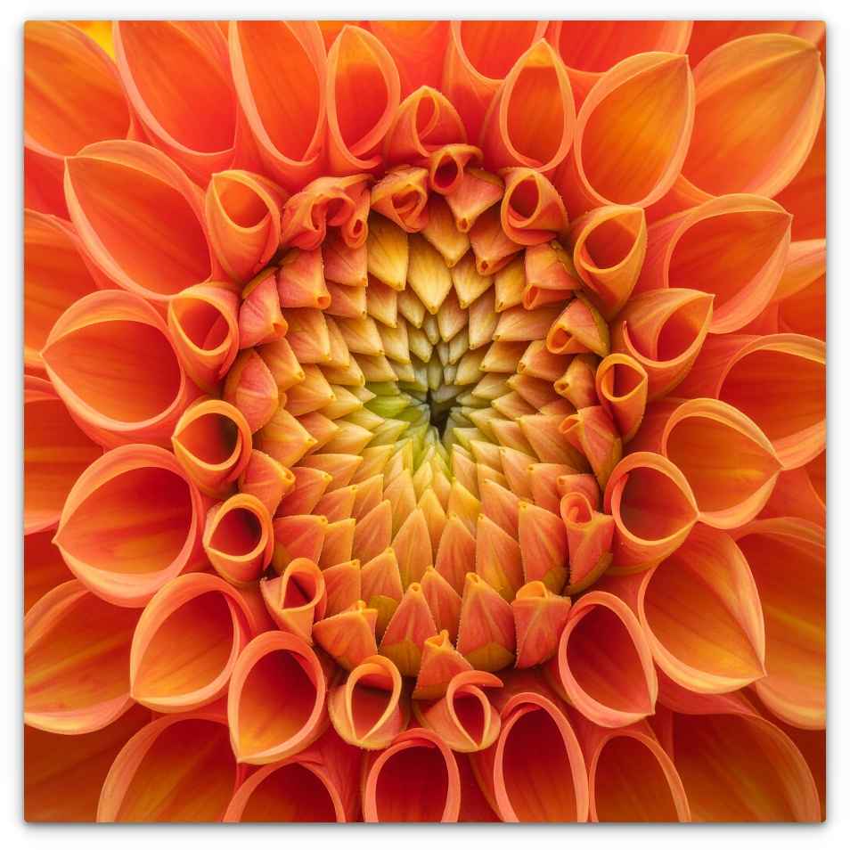 Orange Dahlia