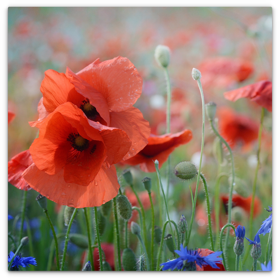 Poppy Field