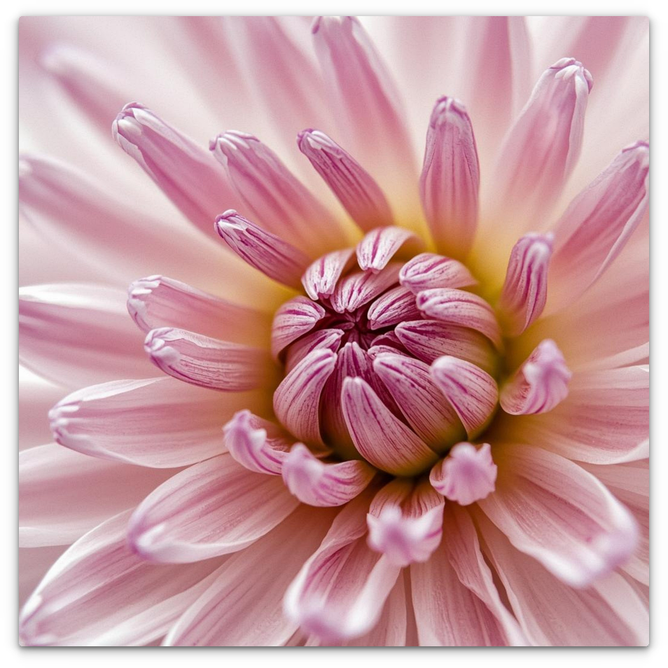 The Dahlia Garden