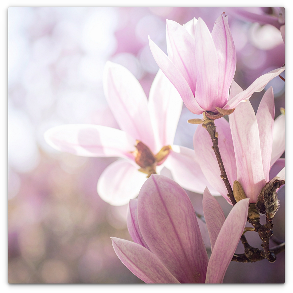 Magnolia Blossoms