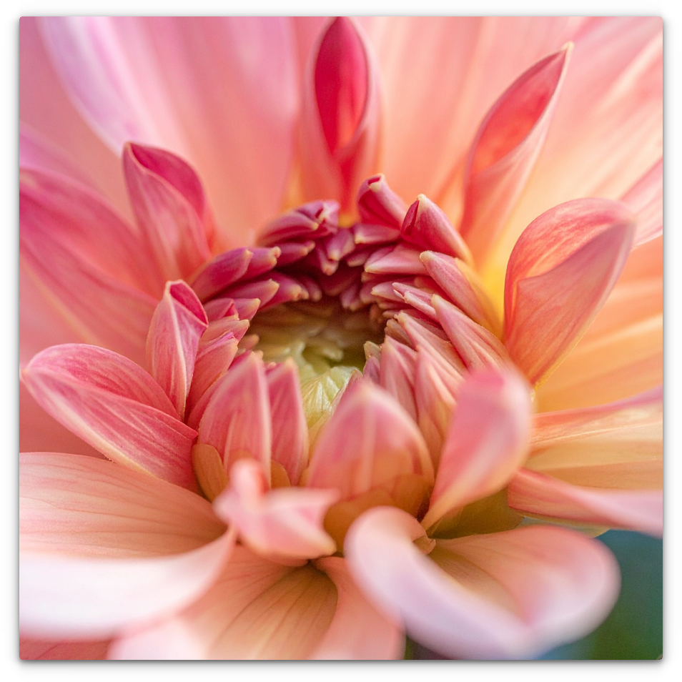 Dahlia