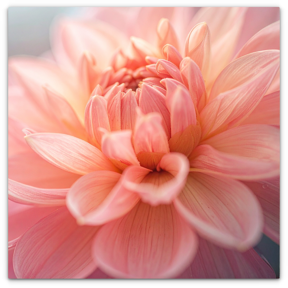 Pink Dahlia