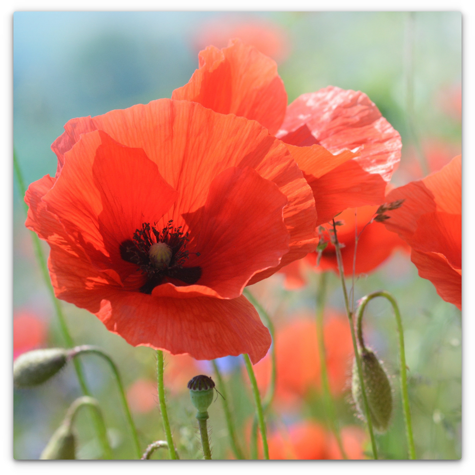 Common Poppy