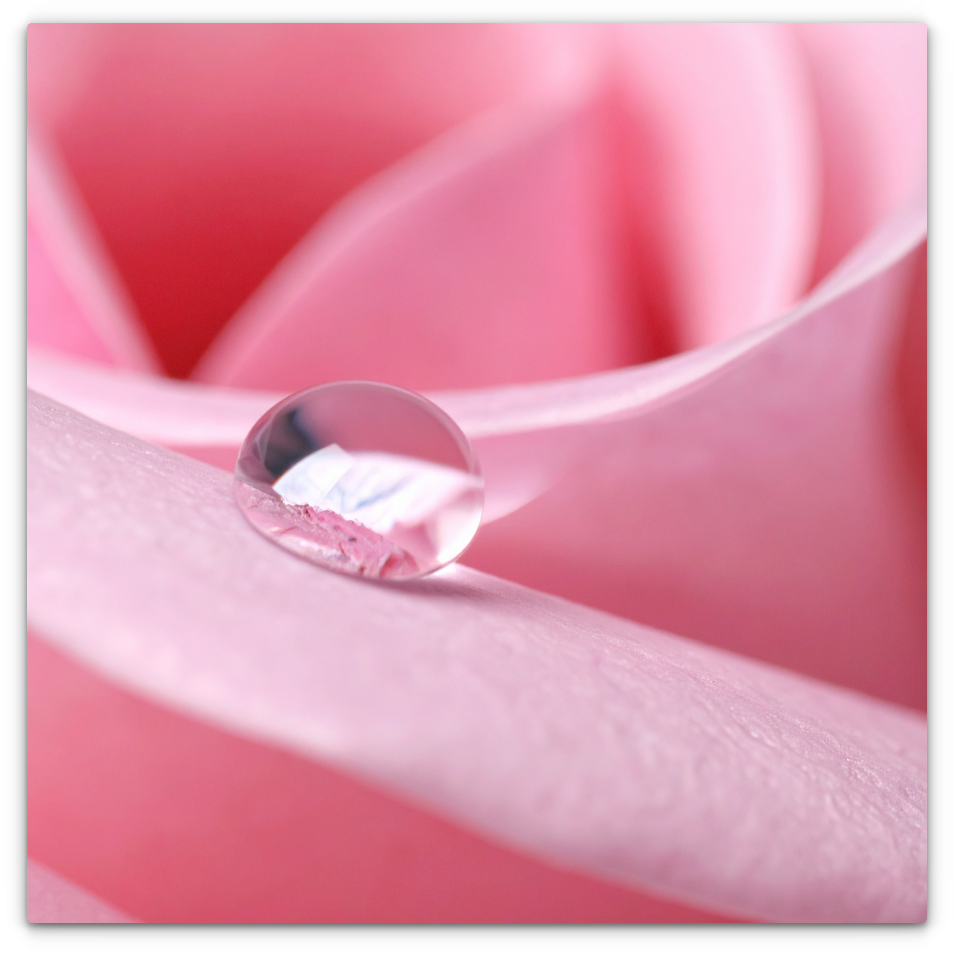 Rose Petal