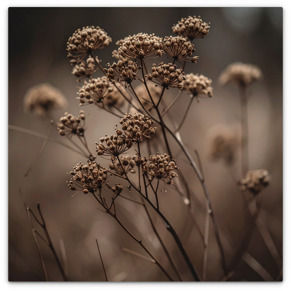 Dried Plants