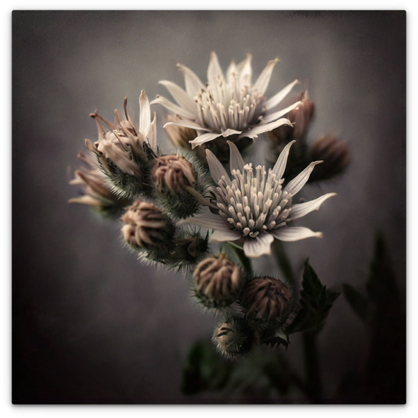 Greater Masterwort