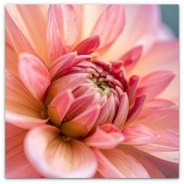 Dahlia