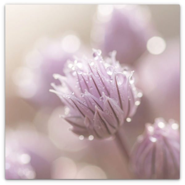 Dewdrops