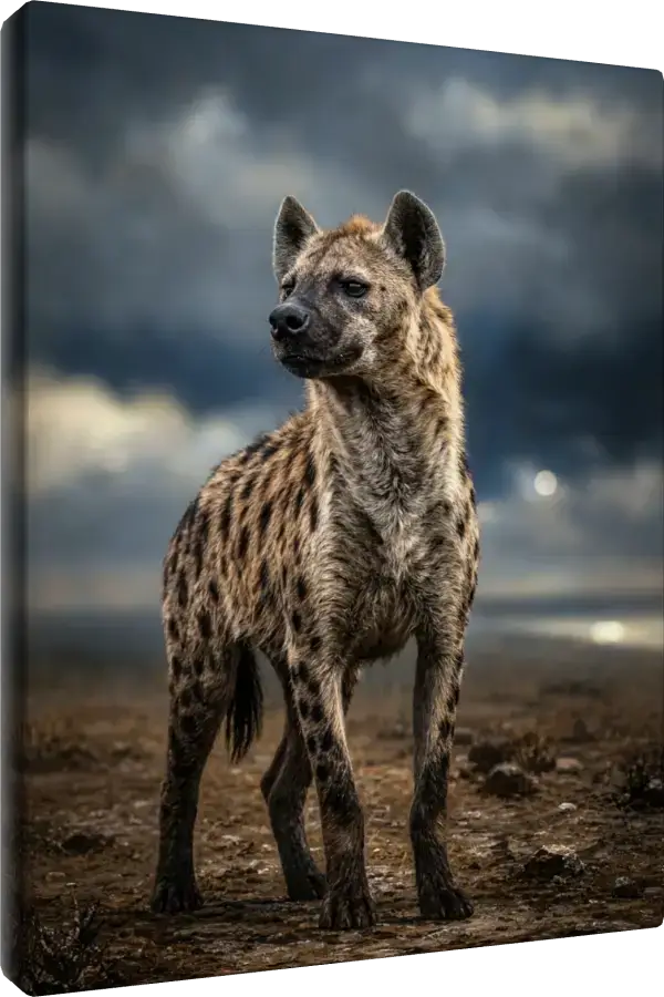 Leinwand Kunstdruck | Wildlife