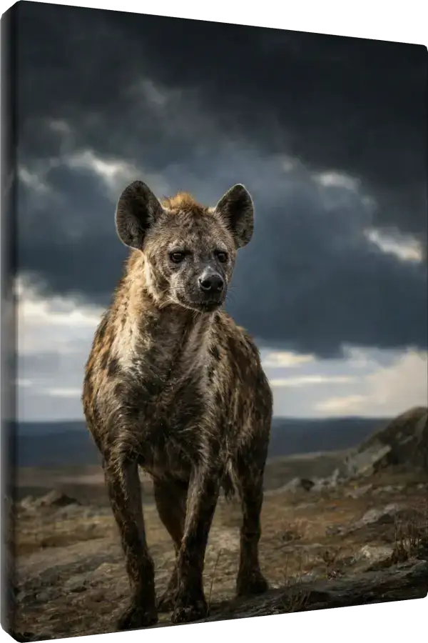 Leinwand Kunstdruck | Wildlife